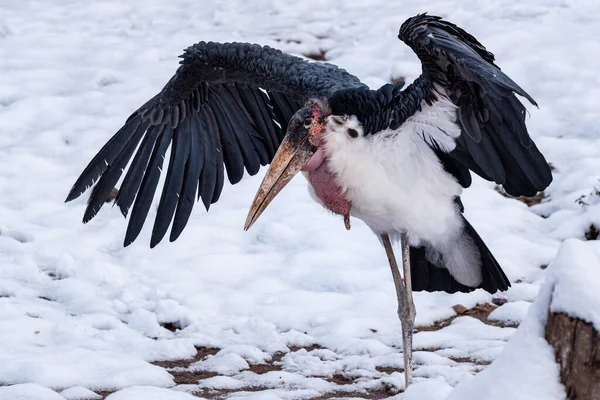 Marabou Stork Leptoptimistic Los Crumeniferus 在雪地里伸展着翅膀 大型涉水鸟类马拉布鹤的肖像 — 图库照片