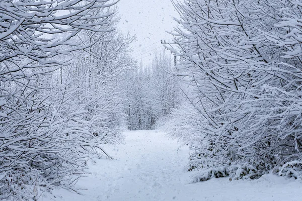 Winterpad Sneeuwweg Het Bos — Stockfoto