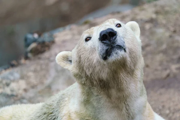 北极熊的肖像 — 图库照片