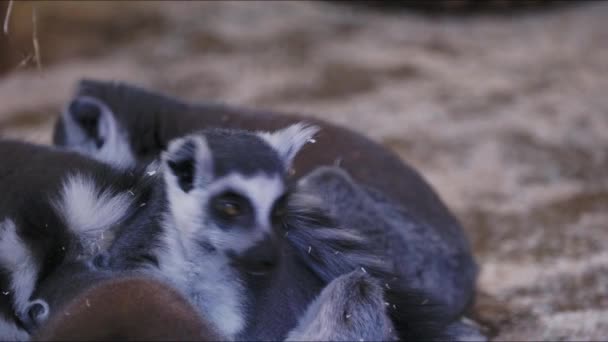 卡塔挤成一团 一群环尾狐猴正在清扫它的毛皮 — 图库视频影像