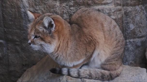 Sand Cat Lying Rock Felis Margarita — Stock Video