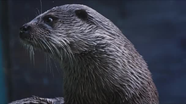 Sluiten Van Euraziatische Otter Lutra Lutra — Stockvideo