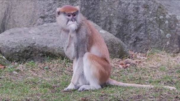 Patas 원숭이 Erythrocebus Patas — 비디오