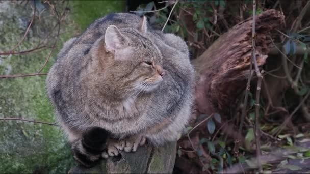 Gato Salvaje Europeo Felis Silvestris — Vídeos de Stock