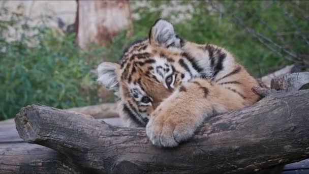 Lindo Cachorro Tigre Siberiano Panthera Tigris Altaica — Vídeos de Stock