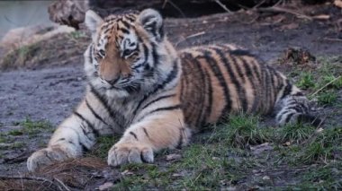 Şirin Sibirya kaplanı yavrusu, Panthera tigris altaica