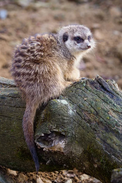 Suricata Sitter Gren Nyfiken Meerkat — Stockfoto