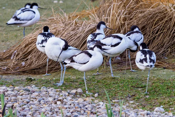 Flock Pied Avocets Black White Wader Bird Recurvirostra Avosetta — 图库照片