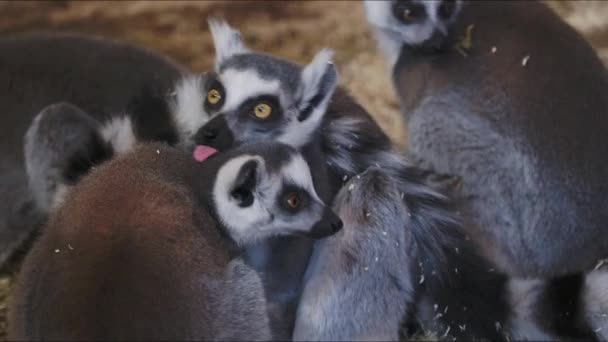 卡塔挤成一团 一群环尾狐猴正在清扫它的毛皮 — 图库视频影像