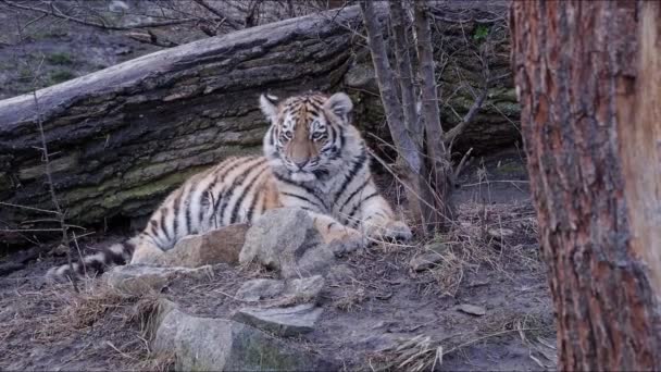 Filhote Tigre Siberiano Bonito Panthera Tigris Altaica — Vídeo de Stock