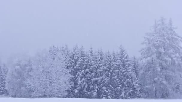 森の中の冬 雪の嵐が森をほとんど見えなくします — ストック動画