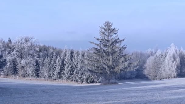 Vinterlandskap Med Frysta Träd Fält Och Blå Himmel — Stockvideo