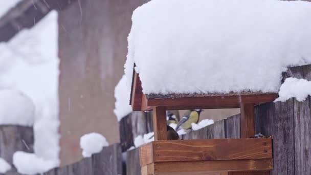 Great Tit Eats Sunflower Seeds Snowy Winter Bird Feeder Winter — Stockvideo