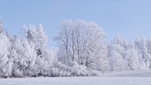 冬天的风景与冰冻的树和蓝天 — 图库视频影像