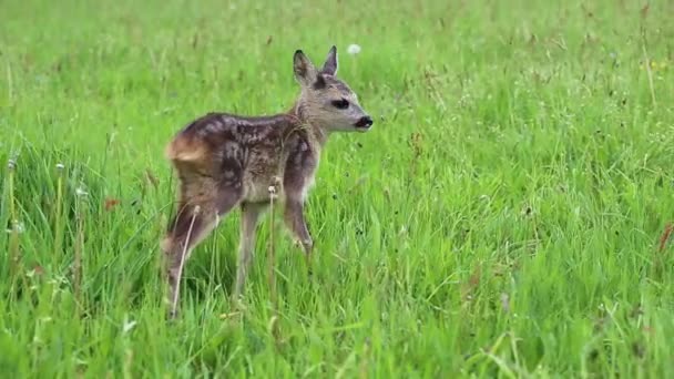 年轻野生獐鹿在草地上 新出生的獐鹿 野生春自然 — 图库视频影像