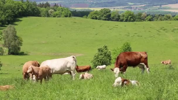 Cows Calves Grazing Spring Meadow Sunny Day — Stock Video