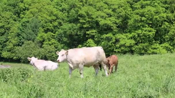 Cows Calves Grazing Spring Meadow Sunny Day — Stock Video