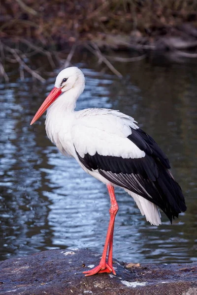 White Stork Stands Stone Ciconia Ciconia — Stock Photo, Image