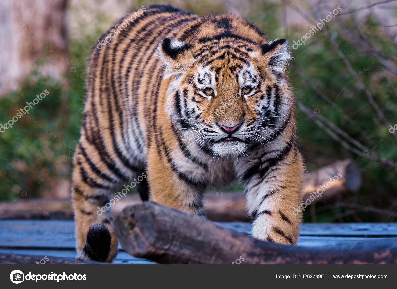 무료 이미지 : 자연, 야생 생물, 동물원, 동물 상, 호랑이, 큰 고양이, 포유 동물과 같은 고양이 1930x1551 - -  550108 - 무료 이미지 - PxHere, image size:1600x1167