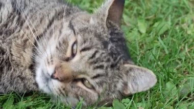 Tekir kedisi çimlerin üzerinde uyur.