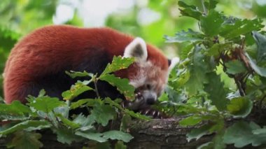 Ağaçta kırmızı panda (Ailurus fulgens). Ormandaki sevimli panda..