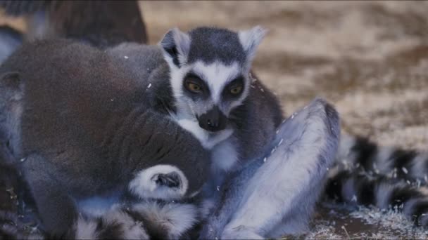 Lemur Catta Huddle Together Group Ring Tailed Lemurs Cleans Its — 图库视频影像