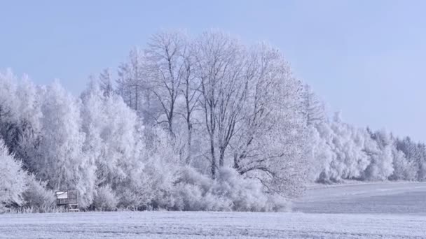 Зимовий Пейзаж Замороженими Деревами Блакитним Небом — стокове відео