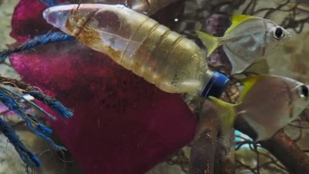 塑料瓶与鱼 漂浮在海洋中的污染 — 图库视频影像