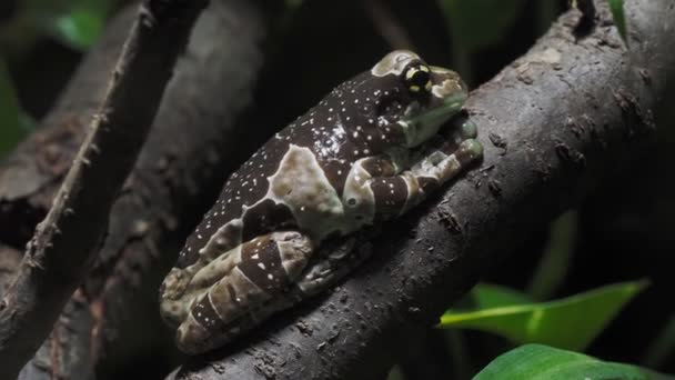 Amazon Mléko Žába Větev Trachycephalus Resinifictrix — Stock video