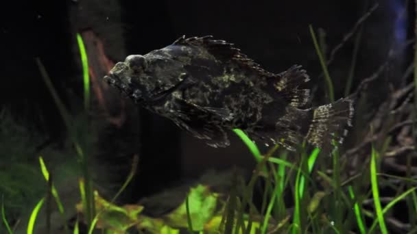 水族馆的掠食性鱼类亚洲阿罗瓦纳人的硬骨鱼 — 图库视频影像