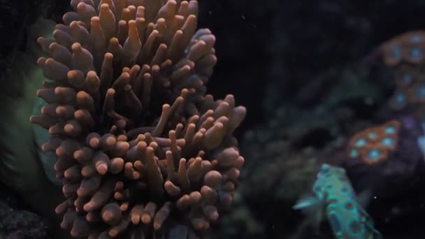 Primer Plano Coloridos Corales Tropicales Anémona Acuario — Vídeos de Stock