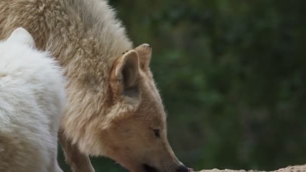 Arctic Wolf Canis Lupus Arctos Also Known White Wolf Polar — Stock Video