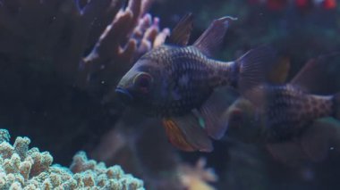 Deniz akvaryumunda tropik balıklar.