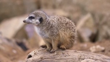 Suricata bir dalda oturuyor. İlginç mirket.