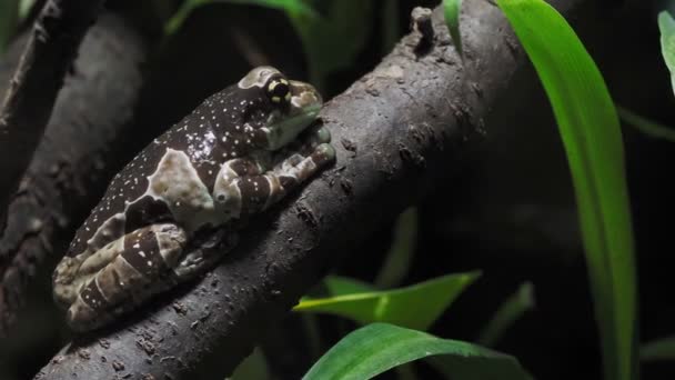 亚马逊奶蛙在分枝上 头颅雷公藤 — 图库视频影像
