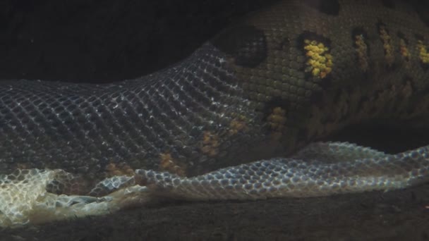 Anaconda Verde Agua Eunectes Murinus Anaconda Desnuda Piel Bajo Agua — Vídeos de Stock