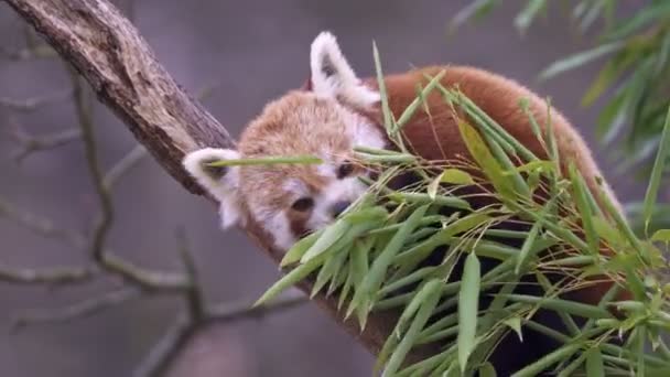 Panda Rojo Ailurus Fulgens Árbol Bonito Oso Panda Hábitat Forestal — Vídeo de stock