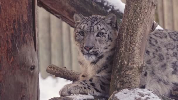 Leopardo Las Nieves Irbis Panthera Uncia — Vídeos de Stock