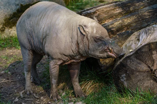 Babirusa Celebes Babyrousa Babyrussa Endangered Animal Species — Stock Photo, Image