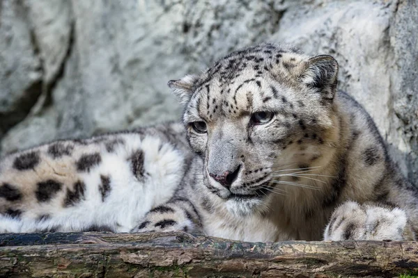 Retrato Leopardo Nieve Cerca Sobre Fondo Piedra —  Fotos de Stock