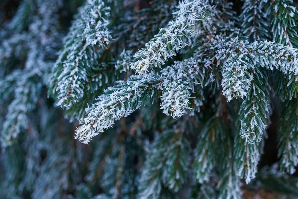 Fichtenzweige Die Mit Frost Bedeckt Sind Weihnachtsbaum Mit Raureif — Stockfoto