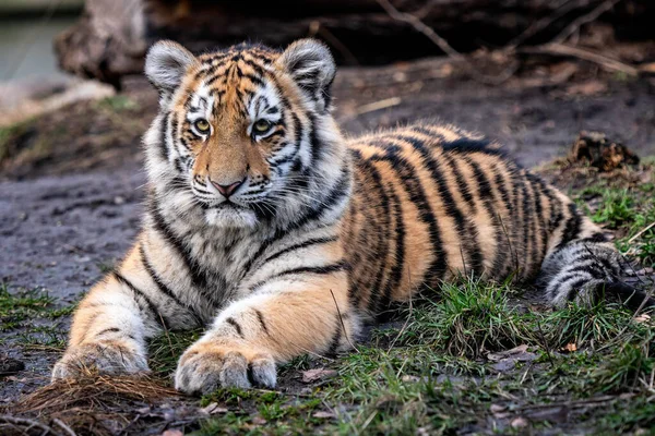 Niedliches Sibirisches Tigerbaby Panthera Tigris Altaica — Stockfoto