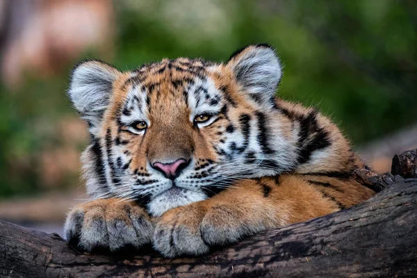 Lindo Cachorro Tigre Siberiano Panthera Tigris Altaica —  Fotos de Stock