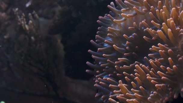 Close Van Kleurrijke Tropische Koralen Anemoon Het Aquarium — Stockvideo
