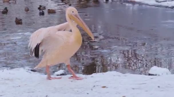Grande Pelicano Branco Pelecanus Onocrotalus Com Asas Abertas Neve Inverno — Vídeo de Stock