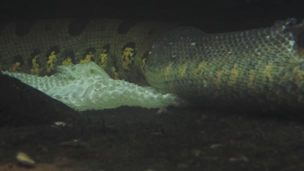 水中的绿色鳄梨 Eunectes Murinus 鳄梨从水下的皮肤上脱下衣服 — 图库视频影像