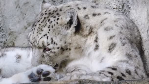 Retrato Leopardo Nieve Cerca Sobre Fondo Piedra — Vídeos de Stock