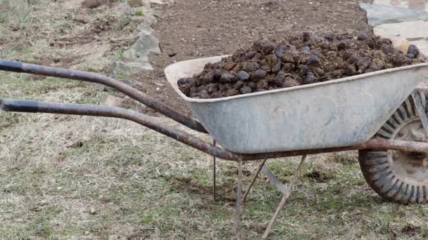 Pferdemist Und Gartenschubkarre Garten Pferdemist Wagen Für Bodendüngung — Stockvideo