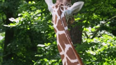 Zürafanın portresi, Zürafa camelopardalis reticulata, Somali zürafası olarak da bilinir..