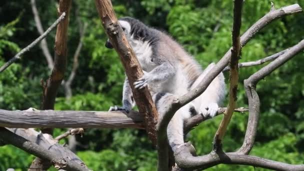 Cytrynowa Małpa Lemur Białogłowy Lemur Catta — Wideo stockowe